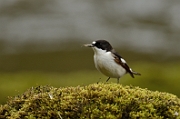 Pied flycatcher